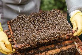 Honey Beekeeping Training Camp from March 10
